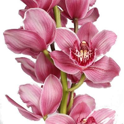 цимбидиум Моника фото в интернет-магазине Флоранж