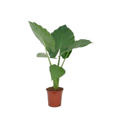 Алоказия Макрорица 21/140 фото в интернет-магазине Флоранж