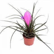 Тилландсия Анита 09/25 фото в интернет-магазине Флоранж