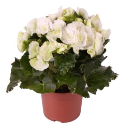 Бегония Клара 12/30 фото в интернет-магазине Флоранж