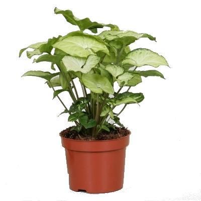 Сингониум Вайт Батерфляй 14/25 фото в интернет-магазине Флоранж