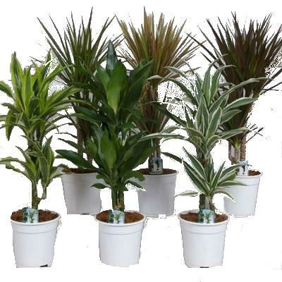 Драцена Микс 17/45 фото в интернет-магазине Флоранж