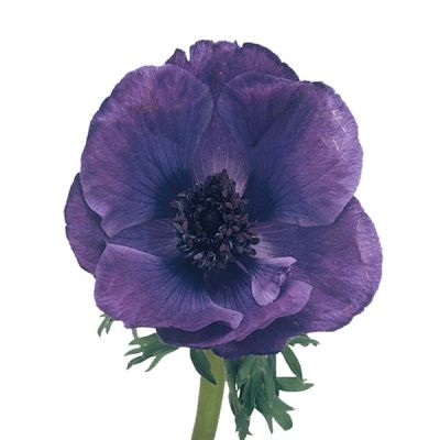 анемон Марианна Блау фото в интернет-магазине Флоранж