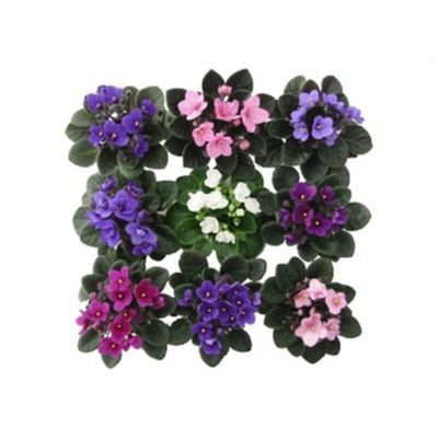 Сениполия  Пинк 12/20