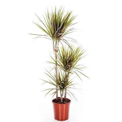 Драцена марджината Биколор 24/120 3ств. (90/60/30) фото в интернет-магазине Флоранж