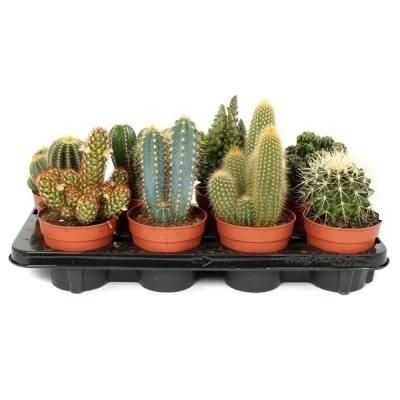 Кактус Микс 15/20 цинк