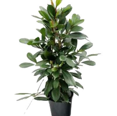 Фикус Циатистипула 21/100 фото в интернет-магазине Флоранж