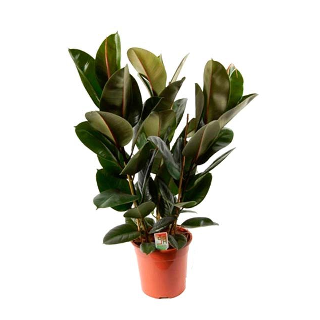 Фикус Эластик Робуста 27/100