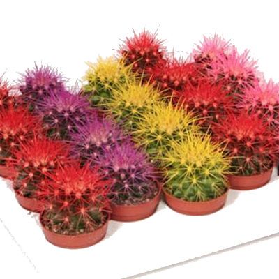 Кактус Эхиногрузони 05/10 декор фото в интернет-магазине Флоранж Кактус Эхиногрузони 05/10 декор фото в интернет-магазине Флоранж