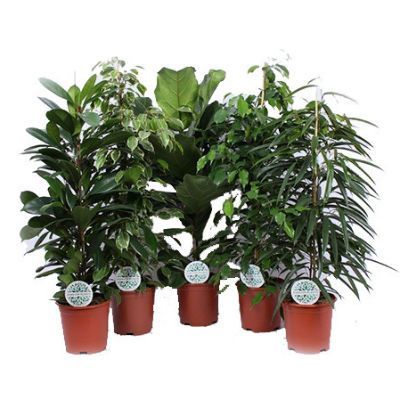 Фикус Микс 21/100 фото в интернет-магазине Флоранж Фикус Микс 21/100 фото в интернет-магазине Флоранж