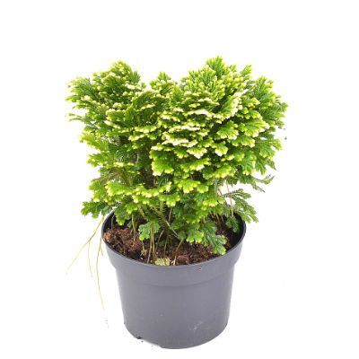 Селагинелла Мартен Джори 10/15 фото в интернет-магазине Флоранж Селагинелла Мартен Джори 10/15 фото в интернет-магазине Флоранж