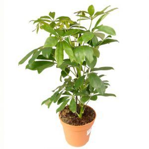 Шефлера Нора 13/30 фото в интернет-магазине Флоранж