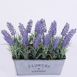 Лаванда в металлическом поддоне, 20 см