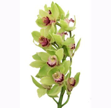 цимбидиум Росанна фото в интернет-магазине Флоранж