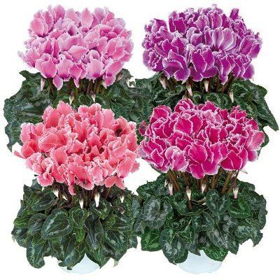 Цикламен Махровый 13/30 фото в интернет-магазине Флоранж