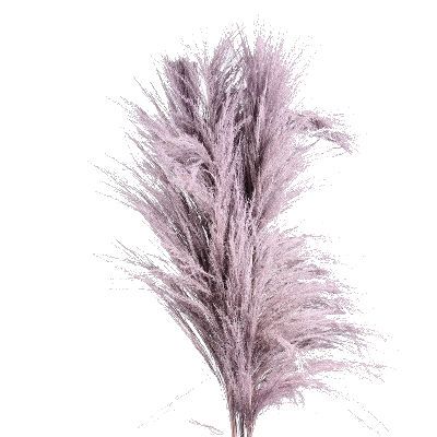 кортадерия Краш Милка фото в интернет-магазине Флоранж