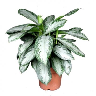 Аглонема Сильвер Бэй 24/60 фото в интернет-магазине Флоранж