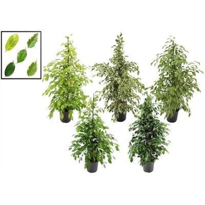 Фикус Микс 21/100 Фикус Микс 21/100