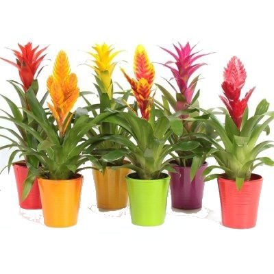 Вриезия Микс 09/25 фото в интернет-магазине Флоранж