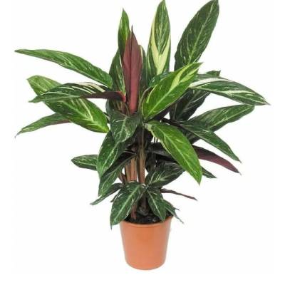 Строманта Меджикстар 21/60 фото в интернет-магазине Флоранж