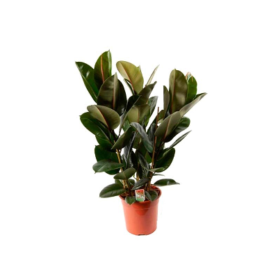 Фикус Эластика Робуста 21/60 3ств. фото в интернет-магазине Флоранж