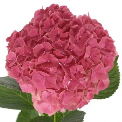 гидрангия Глоуинг Алпс Дарк Пинк фото в интернет-магазине Флоранж
