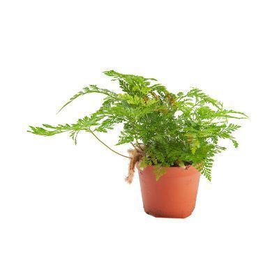 Давалия 12/30 фото в интернет-магазине Флоранж