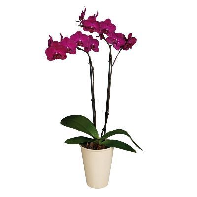 Фаленопсис микс 12/60 2 ств бордовый фото в интернет-магазине Флоранж