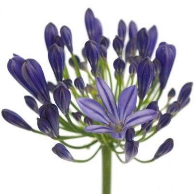 агапантус Атлантик Океан фото в интернет-магазине Флоранж