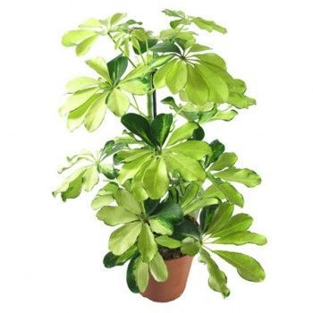 Шефлера Мелани 13/45 фото в интернет-магазине Флоранж