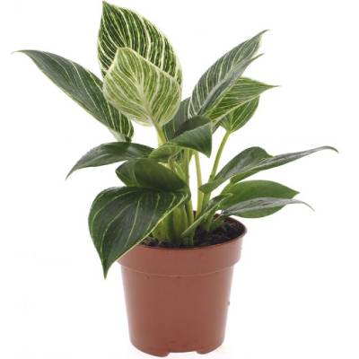 Филодендрон Вайт Вейв 14/30 фото в интернет-магазине Флоранж