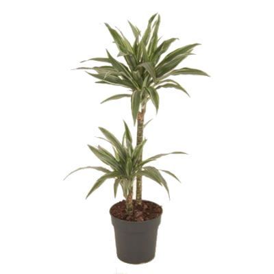 Драцена деременская Варнески 17/65 фото в интернет-магазине Флоранж