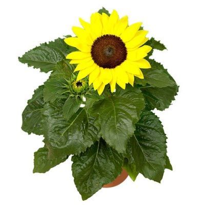 Гелиантус Микс 13/35 фото в интернет-магазине Флоранж