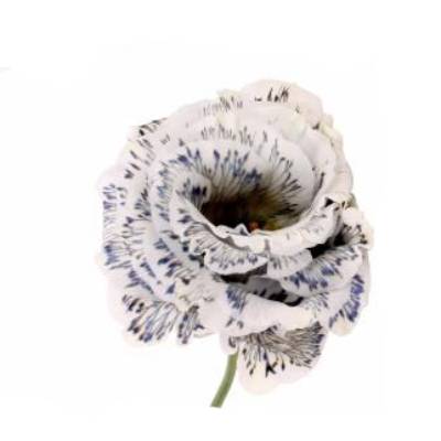 _эустома селеб айс кристал фото в интернет-магазине Флоранж