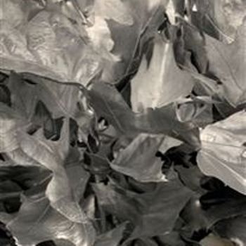 лист Кверкус Краш Сильвер фото в интернет-магазине Флоранж