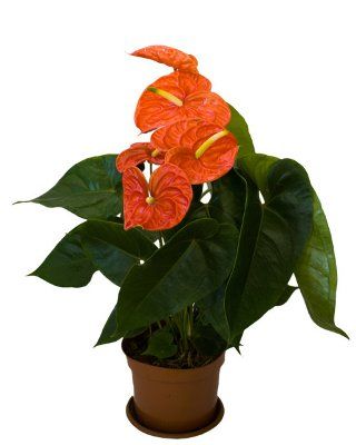 Антуриум андр. Оранж Лав 14/50 фото в интернет-магазине Флоранж
