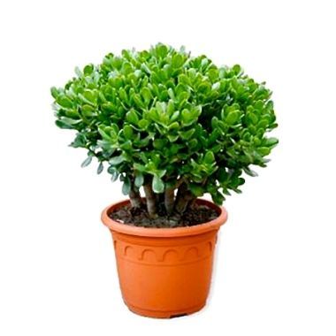 Крассула Овата 10/20 Акция фото в интернет-магазине Флоранж