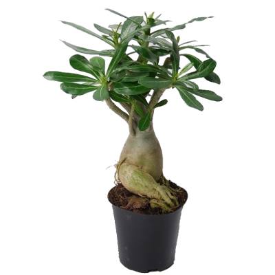 Адениум Обесум 06/10 фото в интернет-магазине Флоранж