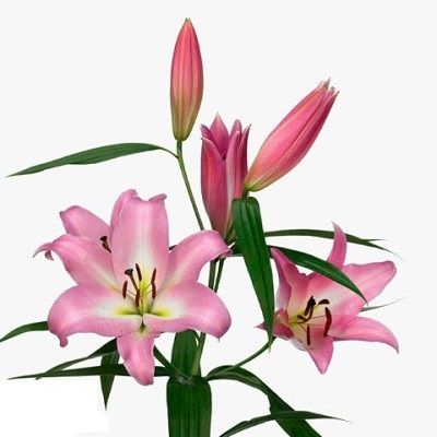 лилия ориентал Мастер фото в интернет-магазине Флоранж