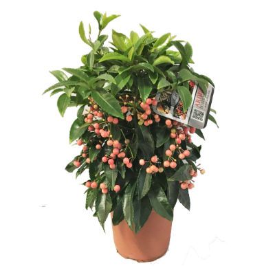 Ардизия Крената Пинк 13/40 фото в интернет-магазине Флоранж Ардизия Крената Пинк 13/40 фото в интернет-магазине Флоранж