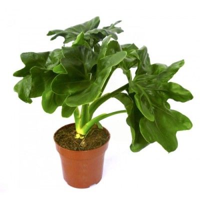 Филодендрон Шангри Ла 12/30 фото в интернет-магазине Флоранж