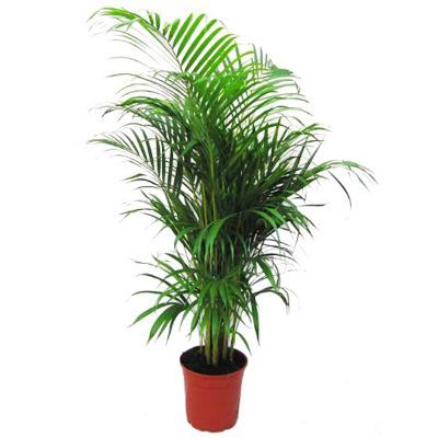 Дипсис 24/140 фото в интернет-магазине Флоранж