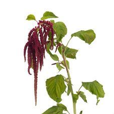 амаранта Кудатус Розари фото в интернет-магазине Флоранж