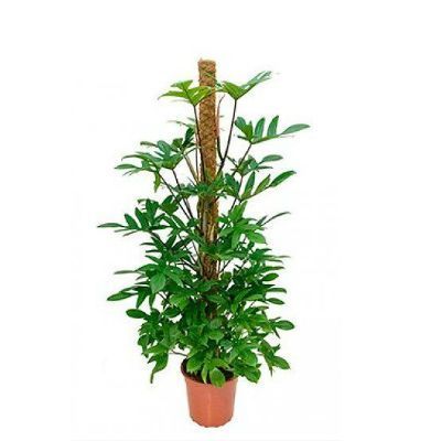 Филодендрон Педатум 21/100 фото в интернет-магазине Флоранж