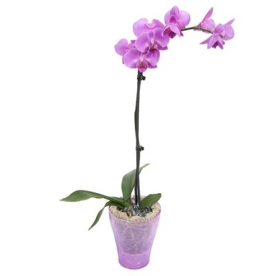 Фаленопсис микс 12/60 1 ств сиреневый фото в интернет-магазине Флоранж