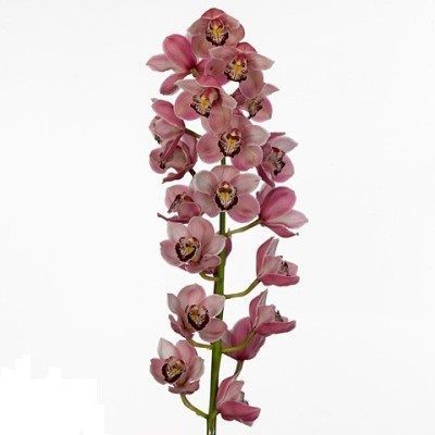 цимбидиум Пинк 100 см фото в интернет-магазине Флоранж