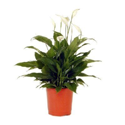 Спатифиллюм Чопин 17/50