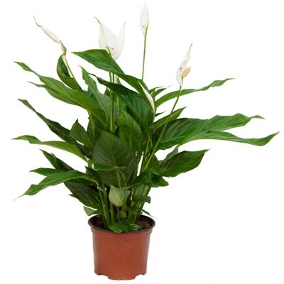 Спатифиллюм Купидо 17/70 фото в интернет-магазине Флоранж