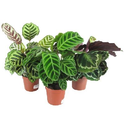 Калатея Микс 17/60 Акция фото в интернет-магазине Флоранж