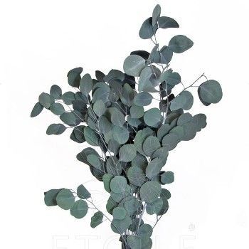 эвкалипт Популус фото в интернет-магазине Флоранж